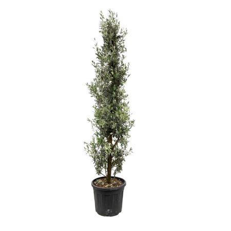 Olea Europaea Bush