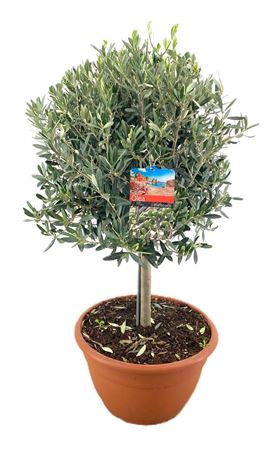 Olea Europaea