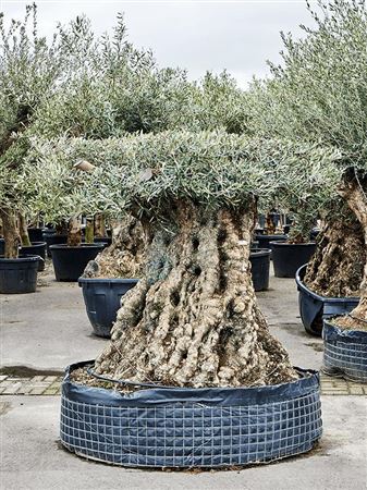 Olea Europaea