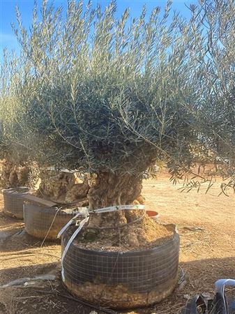 Olea Europaea