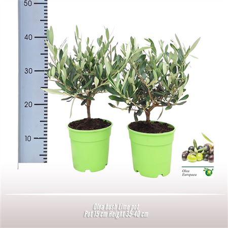 Olea Europaea On Mini-stem