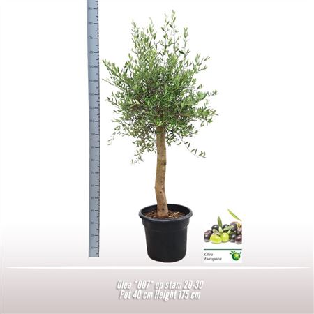 Olea Europaea On Stem