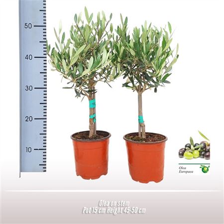 Olea Europaea On Mini-stem