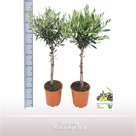 Olea Europaea On Stem