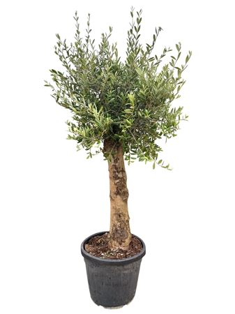Olea Europea On Stem