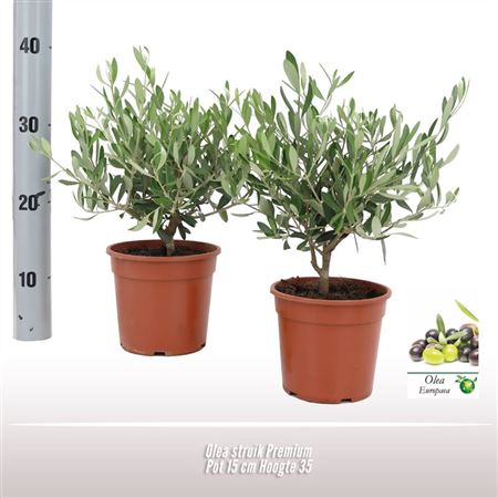 Olea Europaea On Mini-stem