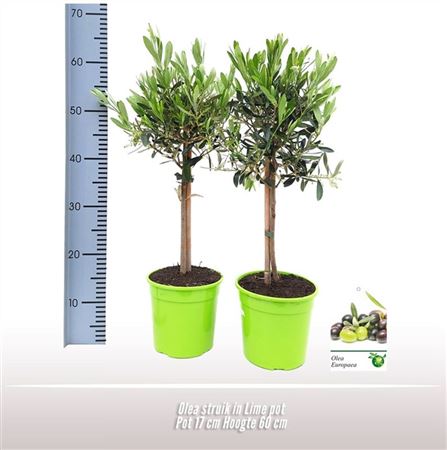 Olea Europaea On Stem