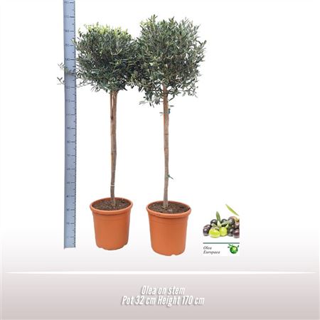 Olea Europaea On Stem