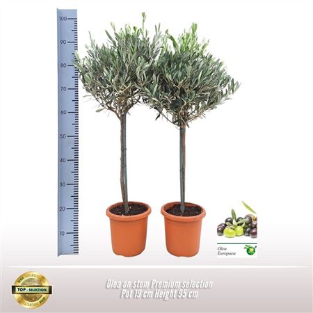 Olea Europaea On Stem Premium