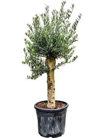 Olea Europaea