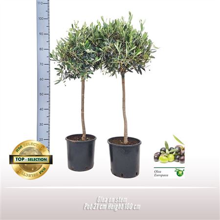 Olea Europaea On Stem