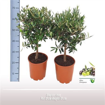Olea Europaea On Stem