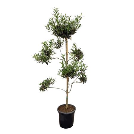 Olea Europaea Pon Pon