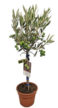 Olea Europaea On Stem With Fruit And Bottle