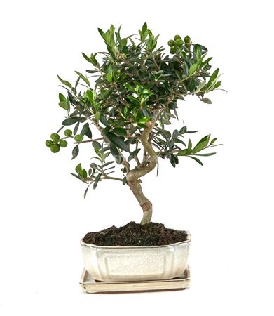 Bonsai Olea Europaea Ball In S With Drip Tr