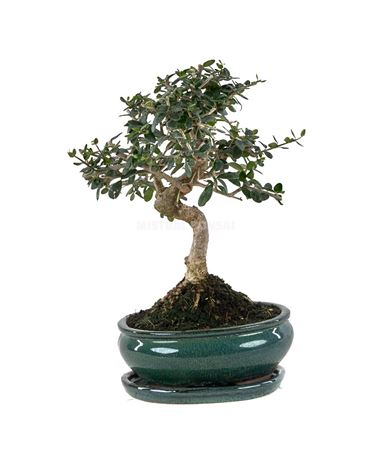 Bonsai Olea Europaea Sylvestris Ball In S W