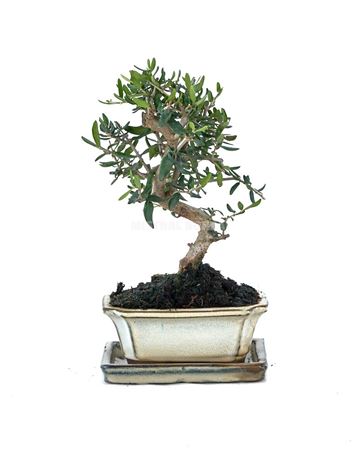 Bonsai Olea Europaea Sylvestris Ball In S W