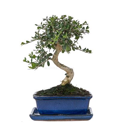 Bonsai Olea Europaea Sylvestris In S With Drip Tra