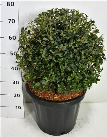 Osmanthus Burkwoodii