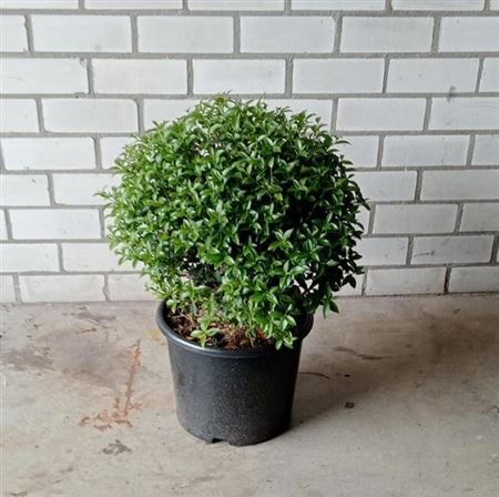 Osmanthus Burkwoodii