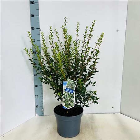 Osmanthus Burkwoodii