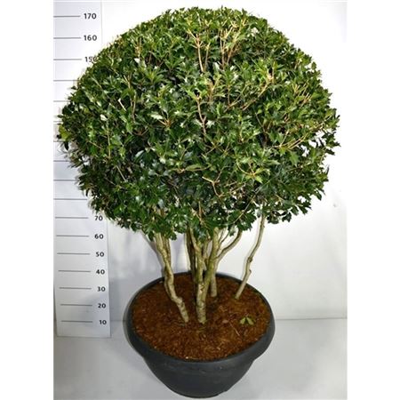 Osmanthus Heterophyllus