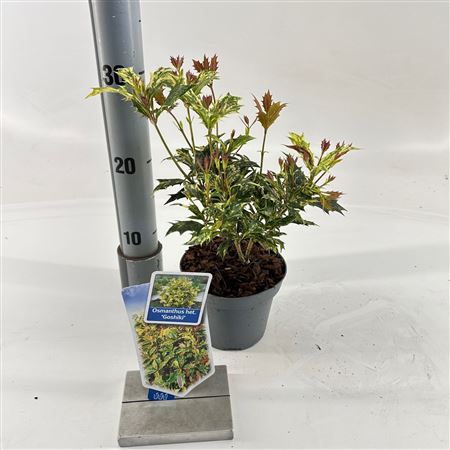 Osmanthus Het Goshiki