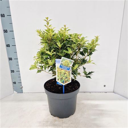 Osmanthus Heterophyllus Goshiki