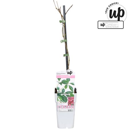 Партеноциссус Генриана