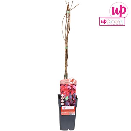 Parthenocissus Quinquefolia