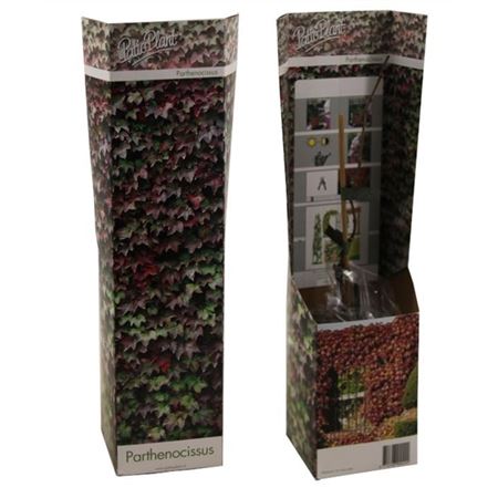 Партеноцисс