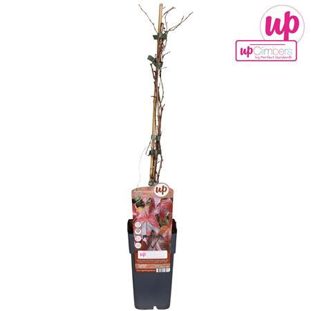 Parthenocissus Tricuspidata Витч Боскоп