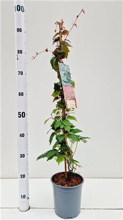 Parthenocissus Tr Veitchii On Stick