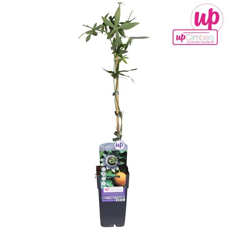 Пассифлора голубая