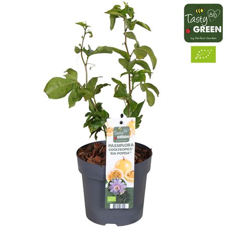 Passiflora Cooltropics Eia Popeia Bio Potcover