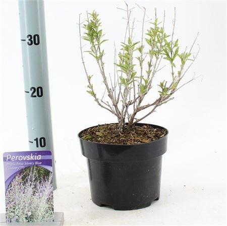 Перовская Atriplicifolia Silvery Blue Lissvery