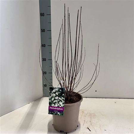 Филадельф Лемуаней