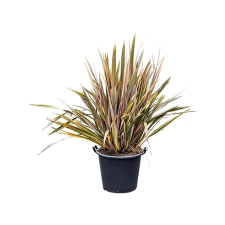 Phormium Tenax Pink Stripe