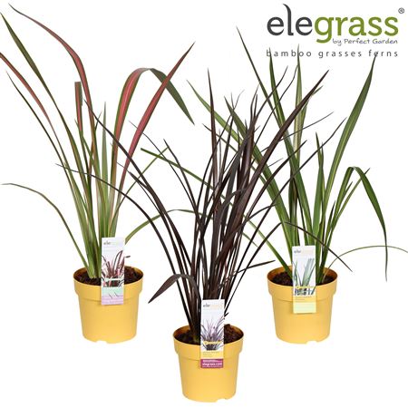 Phormium Mix