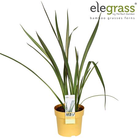 Phormium Wings Of Gold