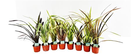 Формиум Микс