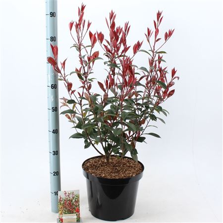 Photinia Fraseri Carré Rouge