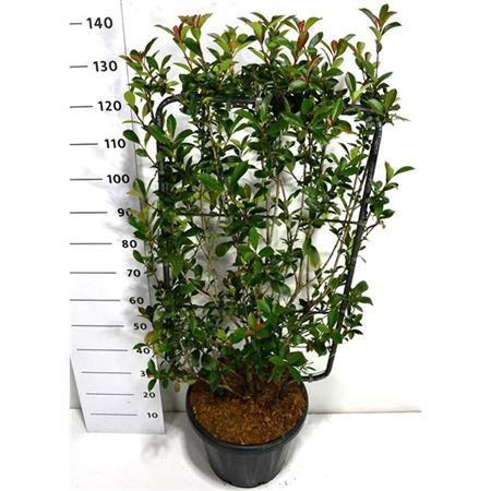 Photinia Fraseri Carré Rouge