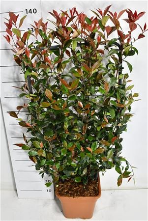 Photinia Fraseri Carré Rouge