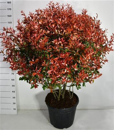 Photinia Fraseri Carré Rouge