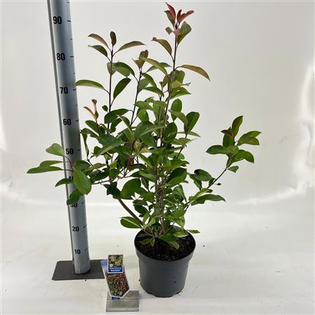 Photinia Fraseri Red Robin