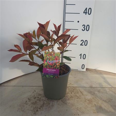 Photinia Fras Red Robin