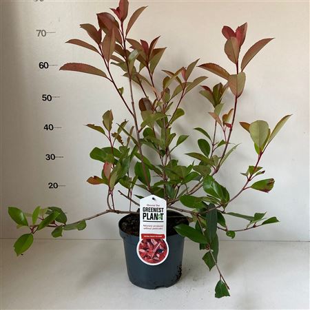 Photinia Fraseri Red Robin