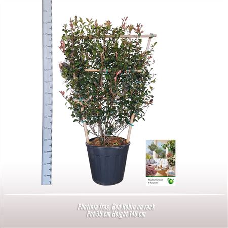 Photinia Fras Red Robin On Reck