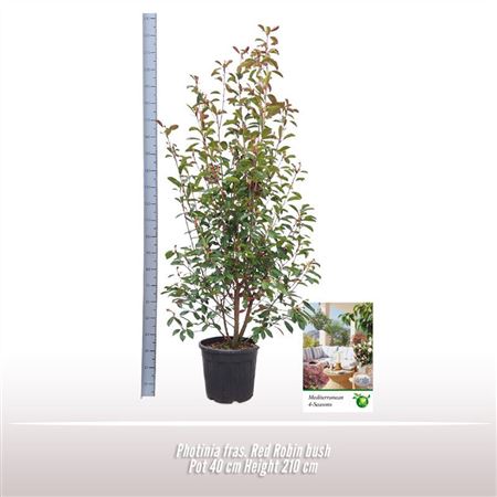 Photinia Fras Red Robin On Reck
